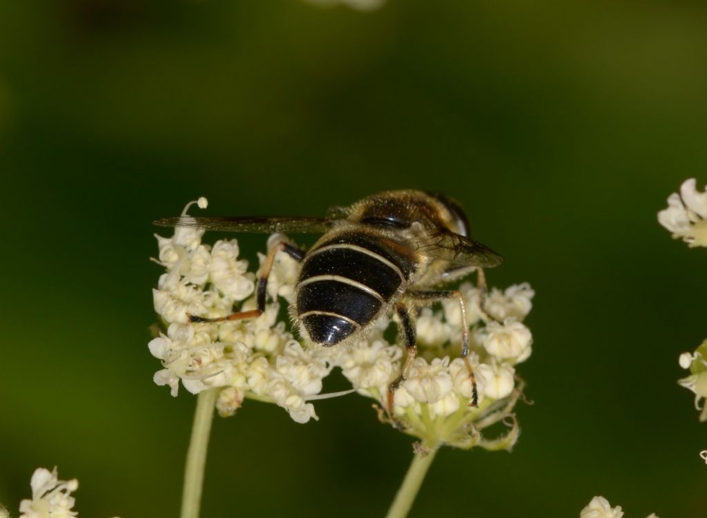 Eristalis alpina ? Eristalis cfr. alpina, femmina